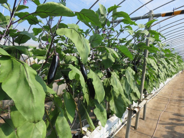 土を使わない養液栽培でナスが生産されています。