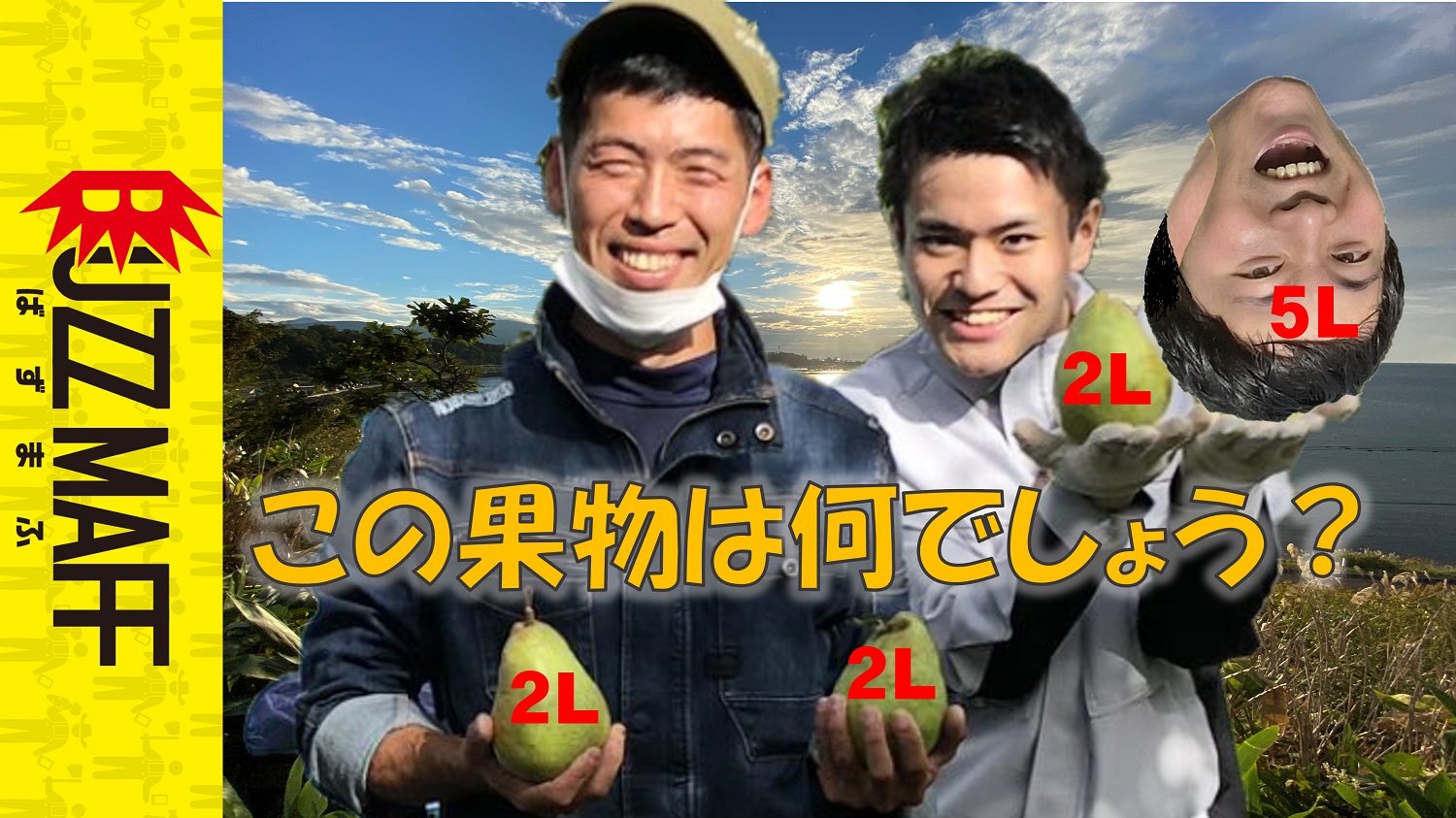 増毛町で洋梨収穫