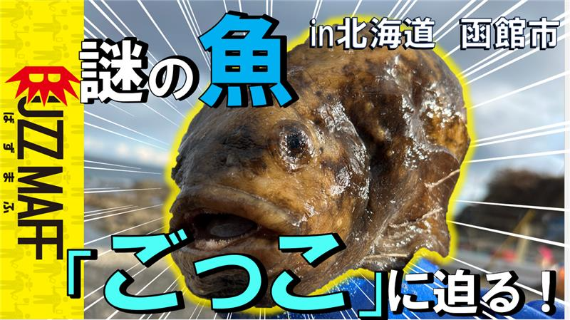 函館の珍魚、ごっこって知ってる？