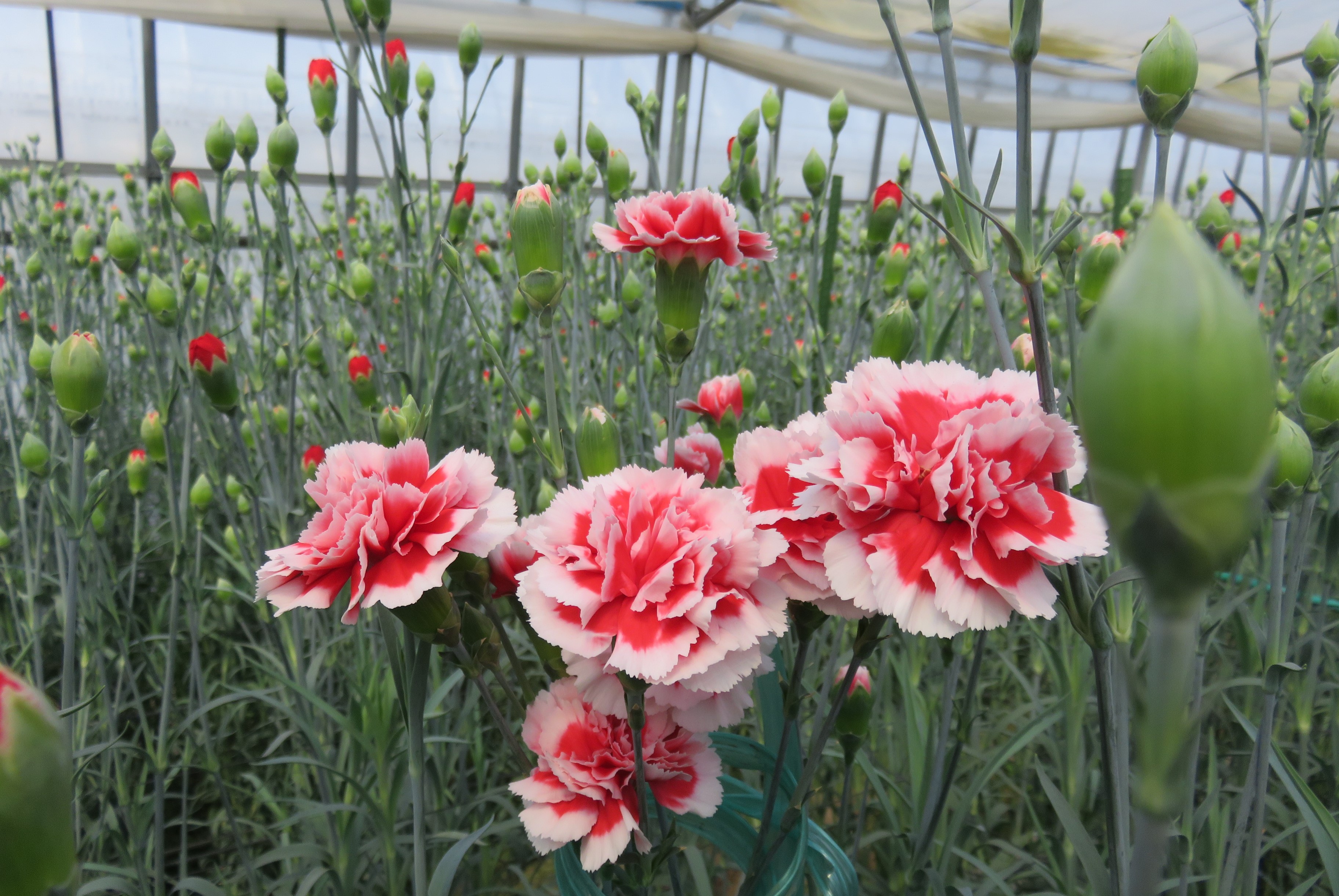 カーネーション