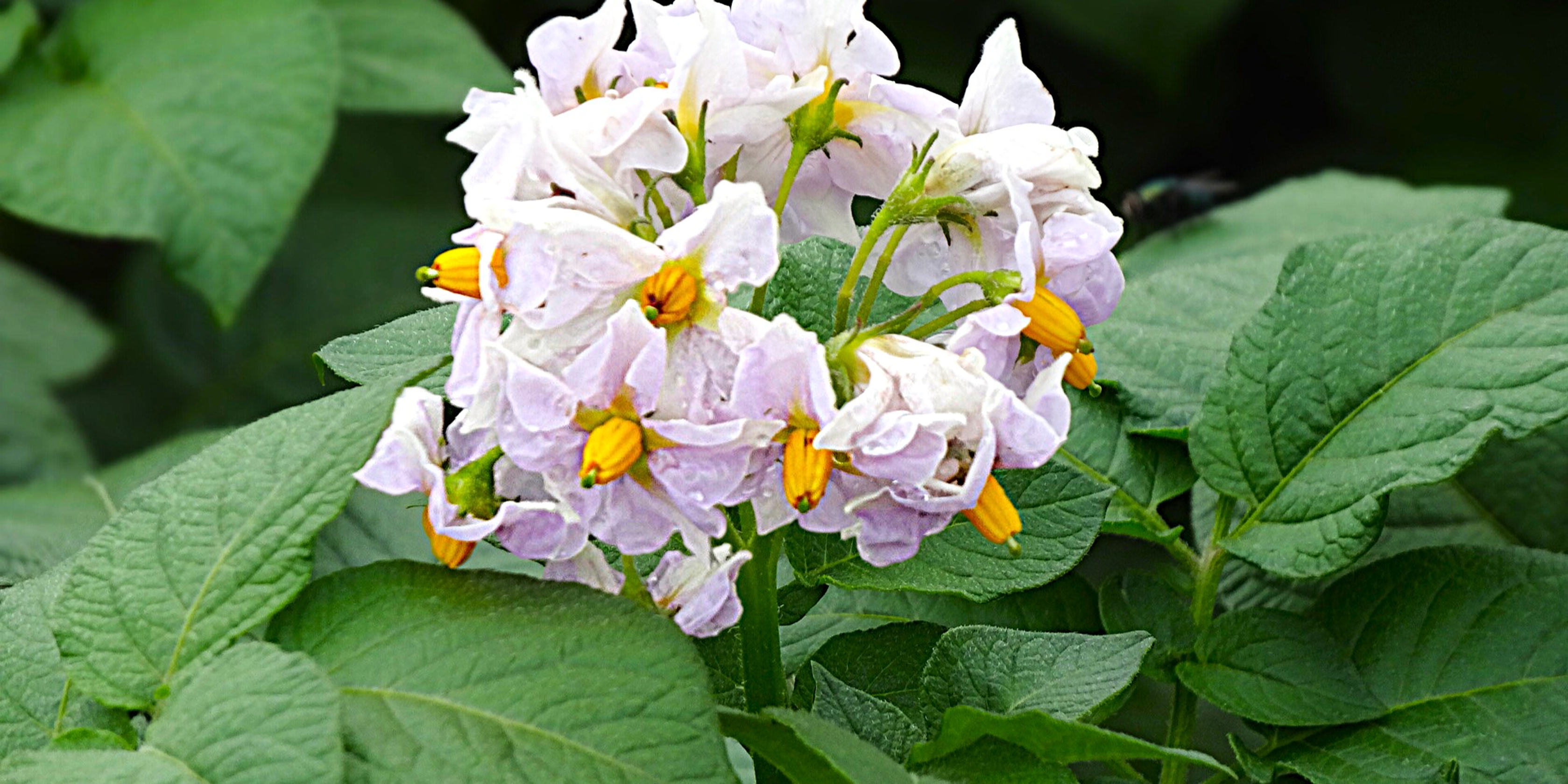 ばれいしょの花