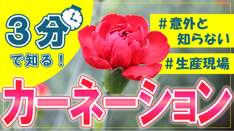 3分で知る！カーネーションの生産現場