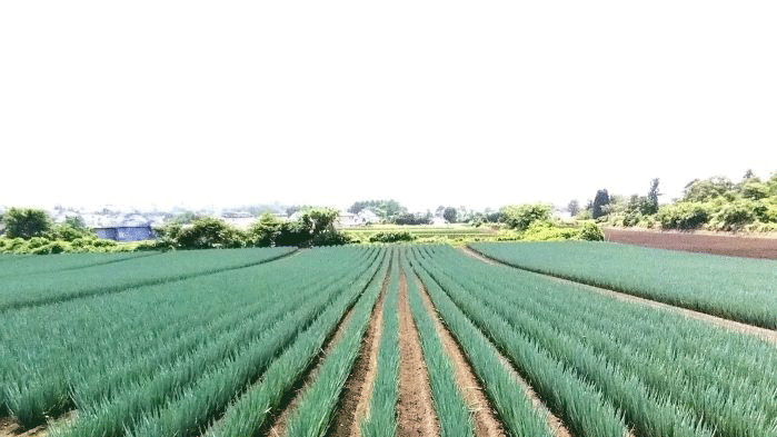 長ねぎ