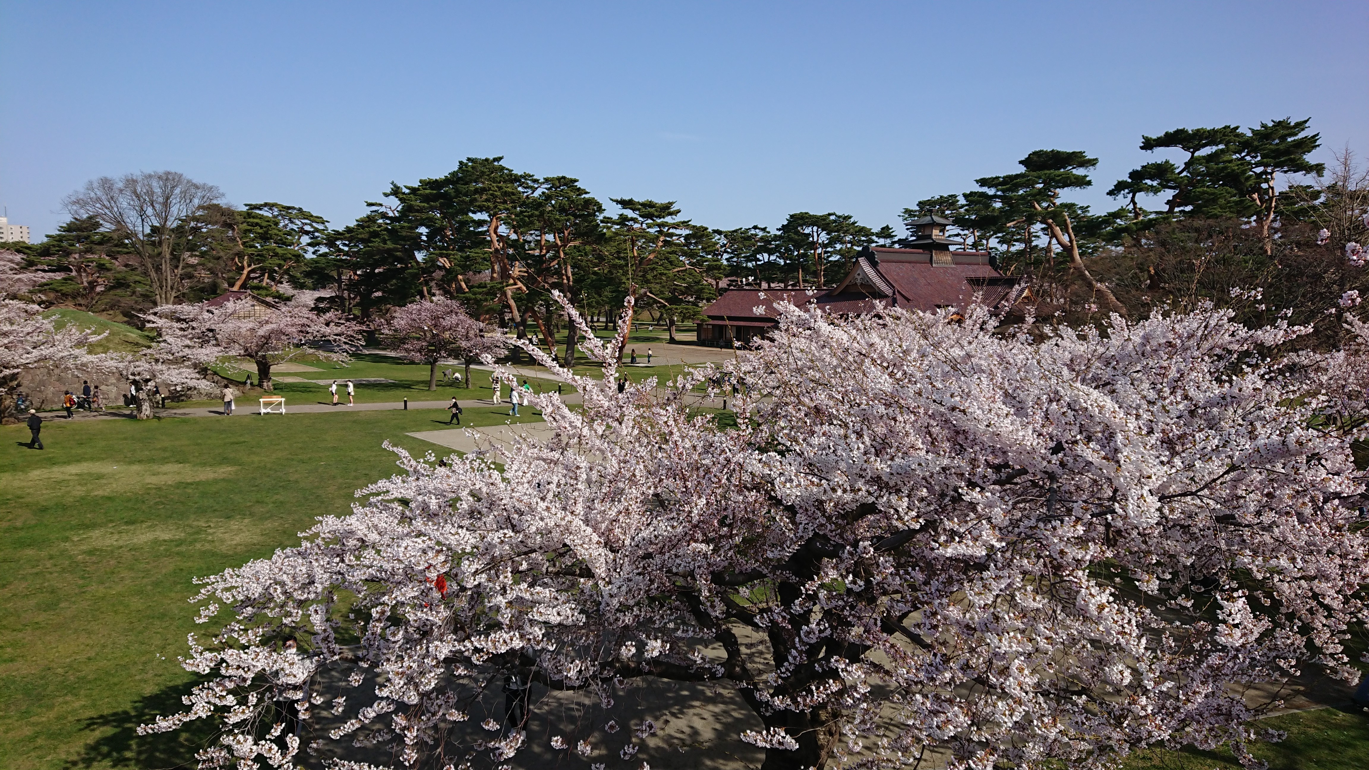 五稜郭公園の満開の桜（函館市）