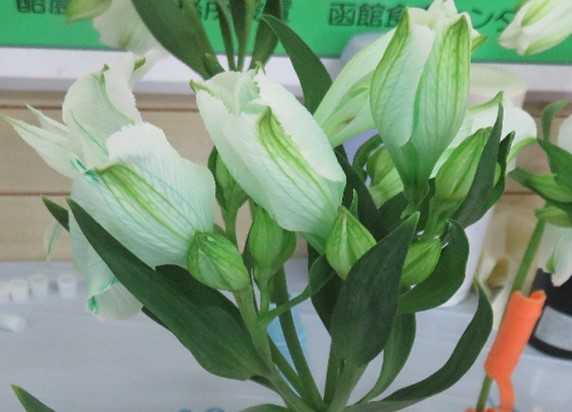 染色後のアルストロメリア