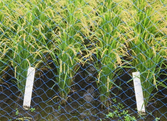 きたくりんとゆめぴりか