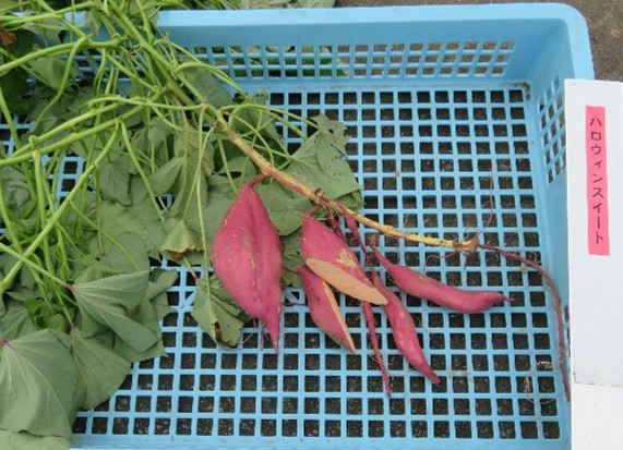 ハロウィンスィートさつまいも