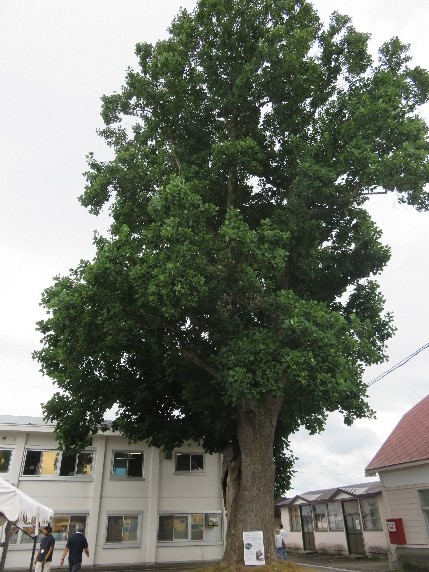 シンボルツリー