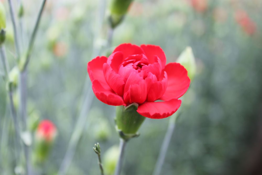 カーネーション①