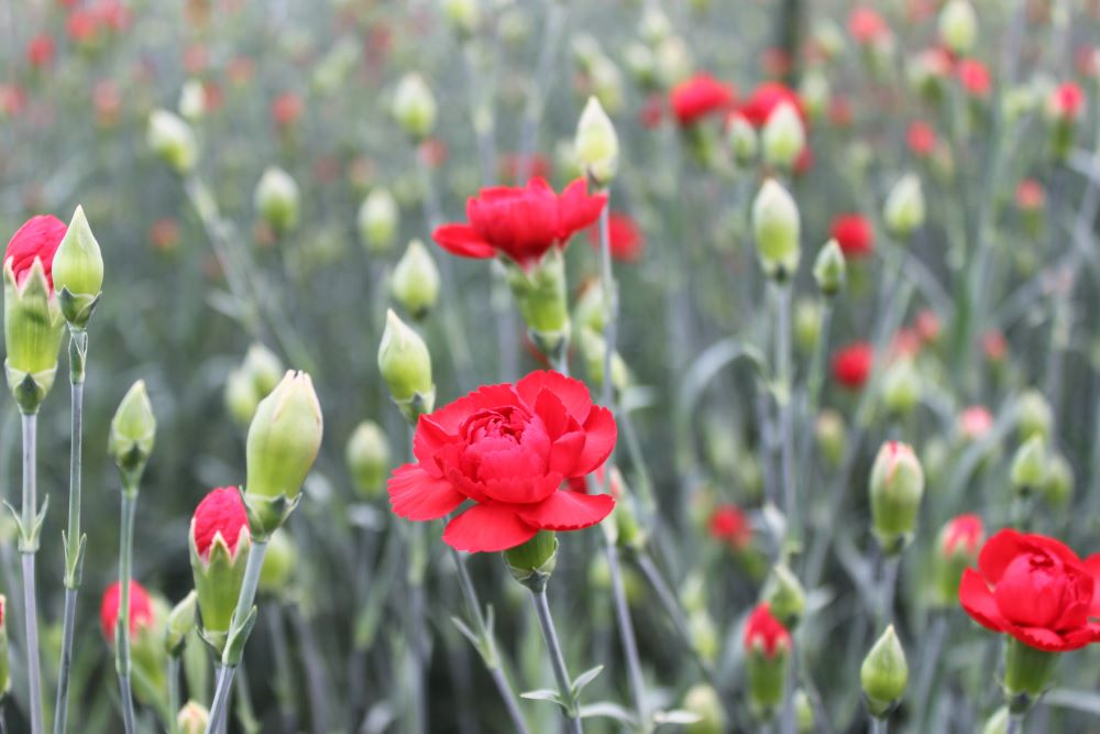 カーネーション②