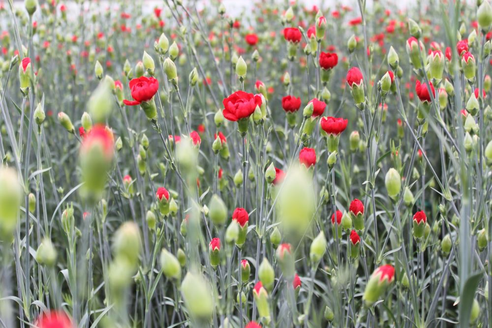 カーネーション③