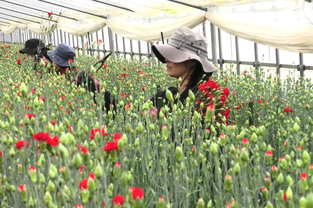 カーネーションの収穫作業