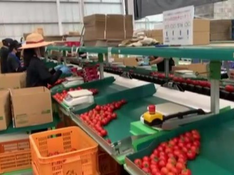 トマトの選別の様子