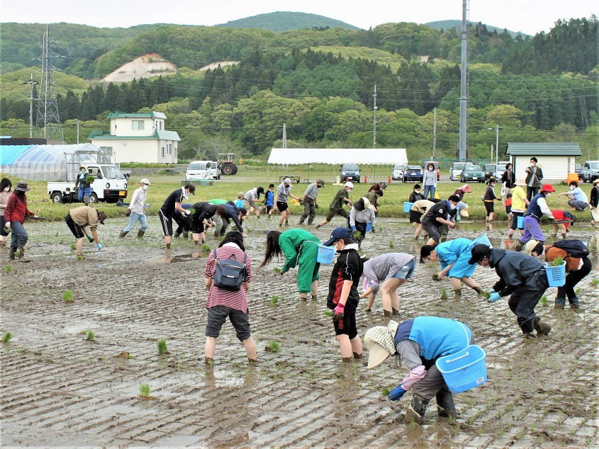 田植えの様子