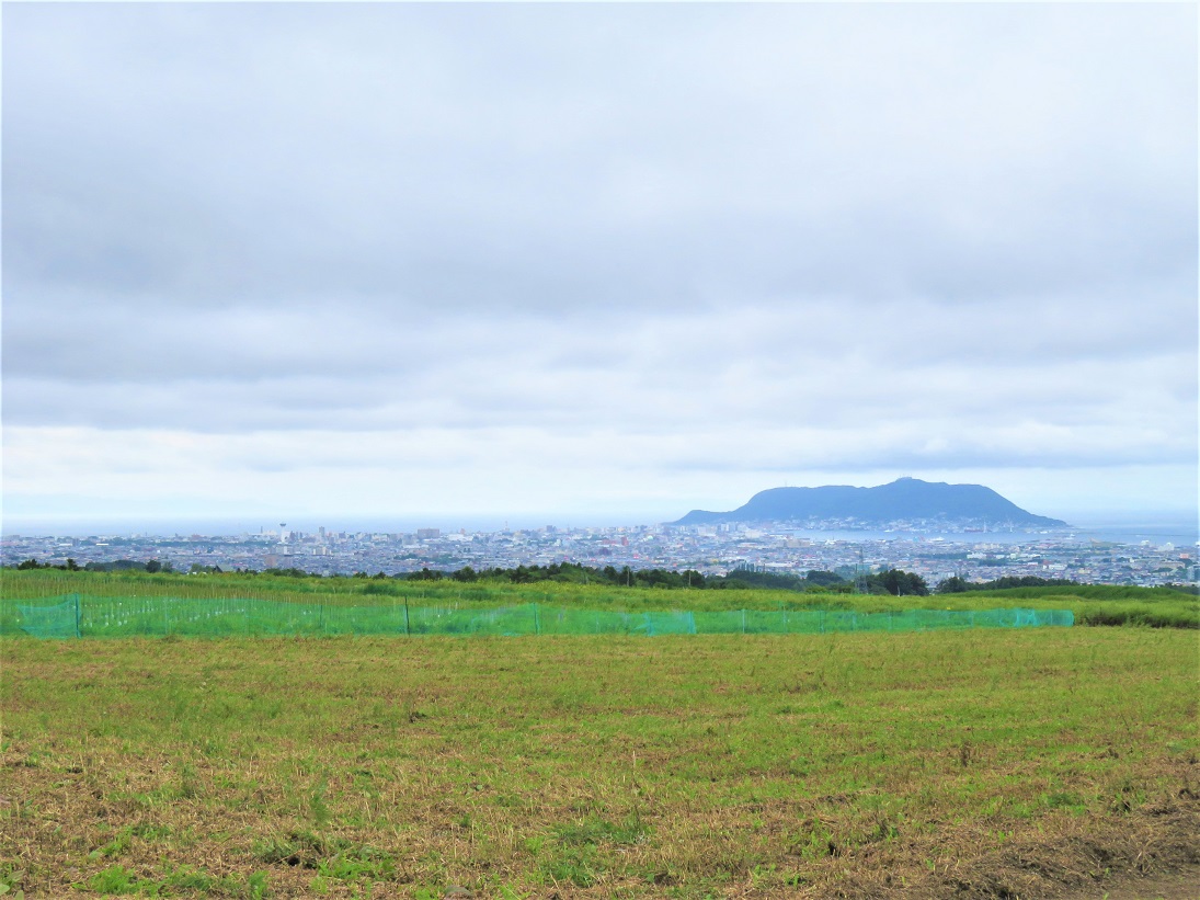 ぶどう園の景色