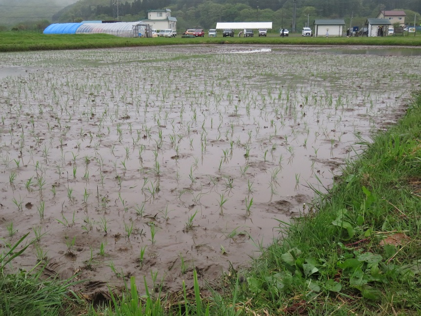 移植された酒造好適米「吟風」の苗