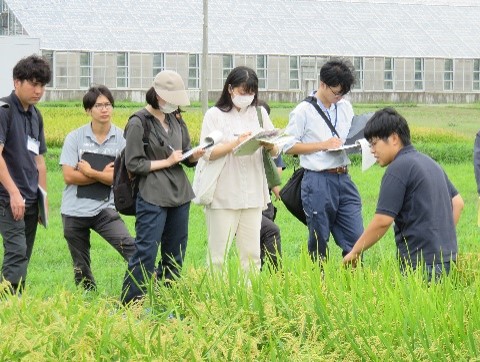 試験ほ場視察の様子(水稲)