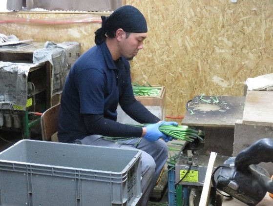 出荷前の作業をする大泉氏
