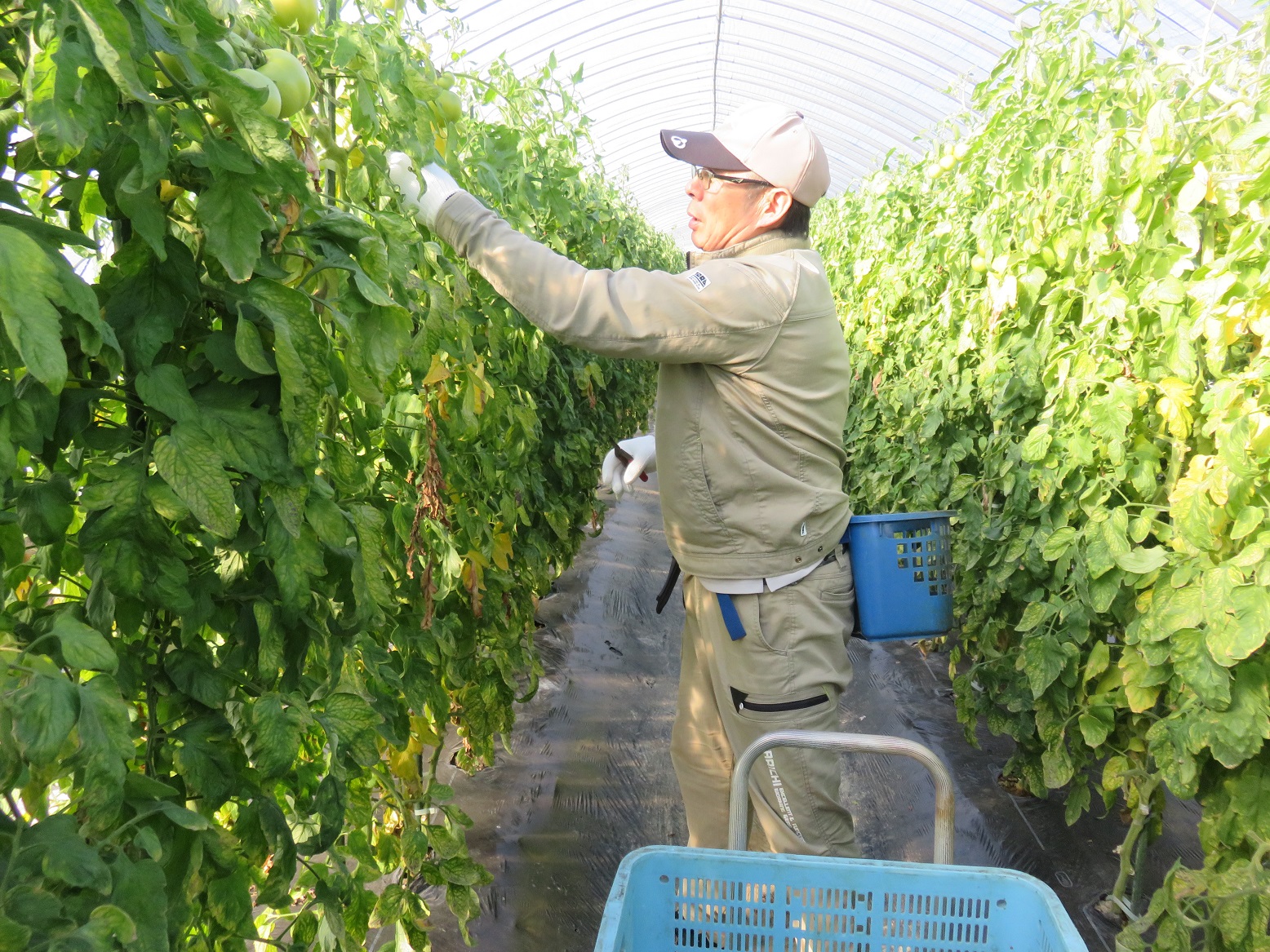 生育状況確認