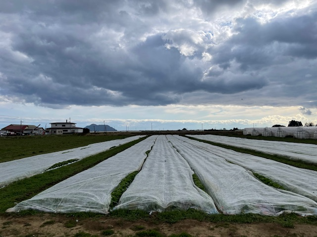 レタス農家のほ場