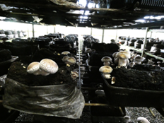 「王様しいたけ」の栽培の様子