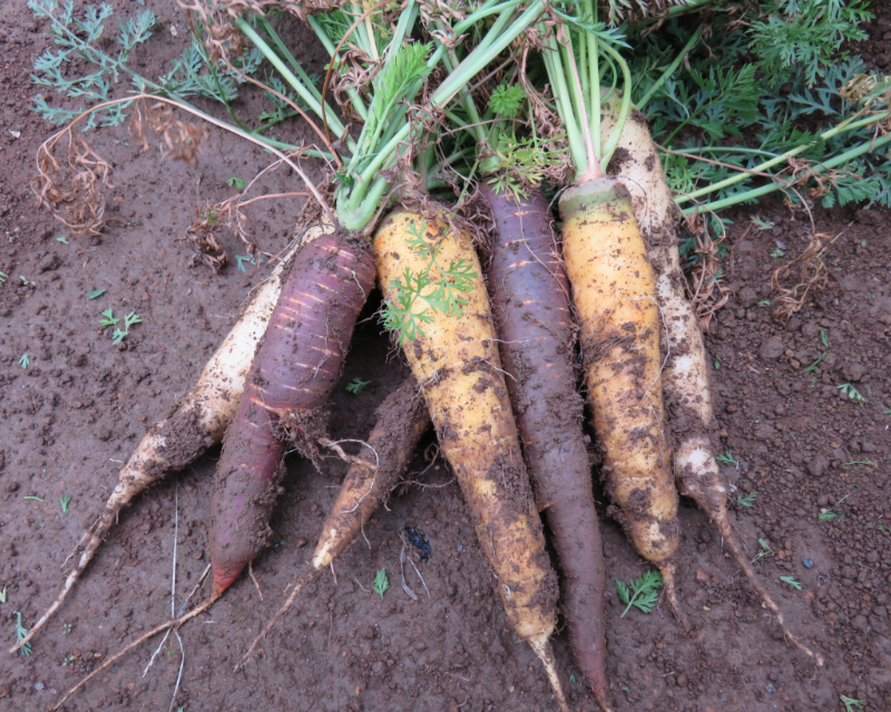 有機栽培のにんじん
