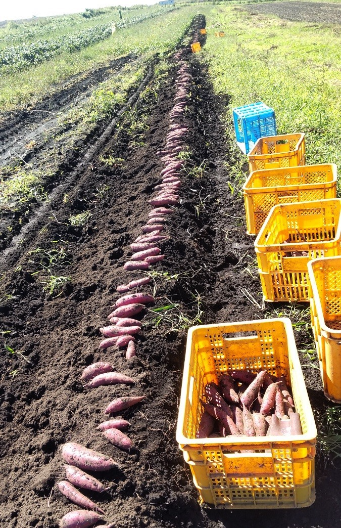 収穫したさつまいも