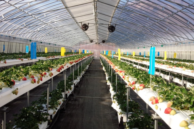 ハウス内の様子