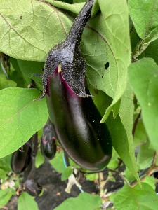 有機栽培のなす