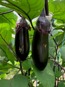 有機栽培のなす