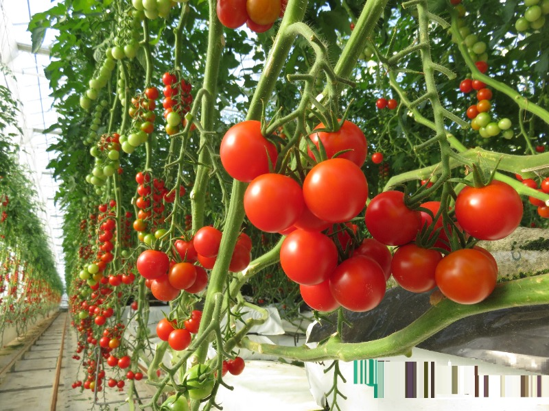 トマト栽培の様子
