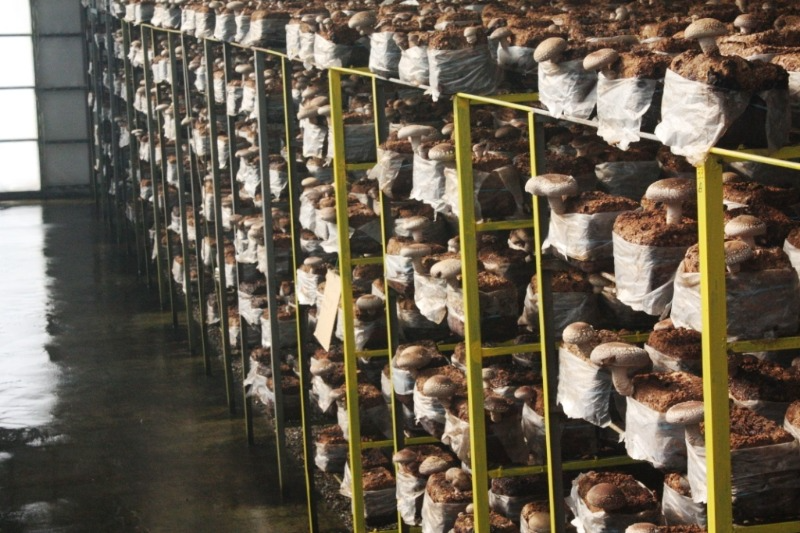 王様しいたけの栽培風景