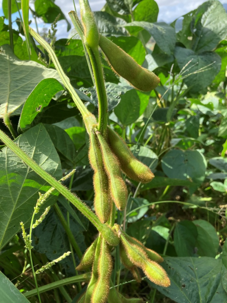 えだまめのアップ