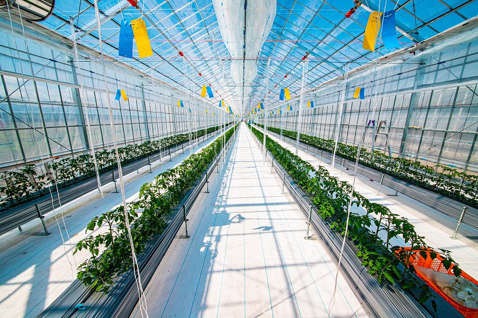 ハウス内の様子