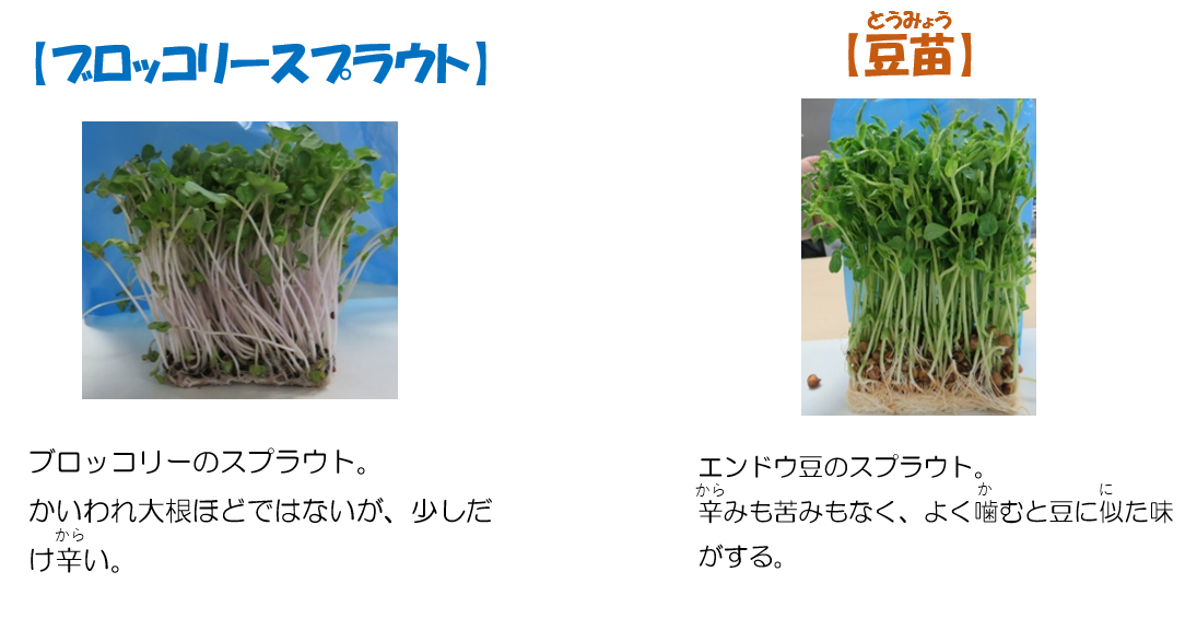 左にブロッコリースプラウト、緑の葉と薄紫の茎が伸びている。『かいわれ大根ほどではないが、少し辛い』と説明されている。右に豆苗、濃い緑の葉と太めの茎が伸びている。『辛みや苦みがなく、豆に似た味』と説明されている