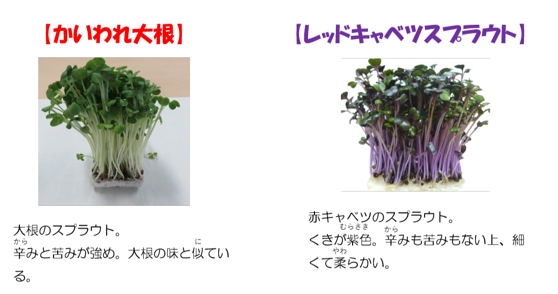 左にかいわれ大根、緑の葉と白い茎が伸びている。『辛みと苦みが強めで、大根の味に似ている』と説明されている。右にレッドキャベツスプラウト、緑の葉と紫色の茎が伸びている。『辛みや苦みはなく、細くて柔らかい』と説明されている