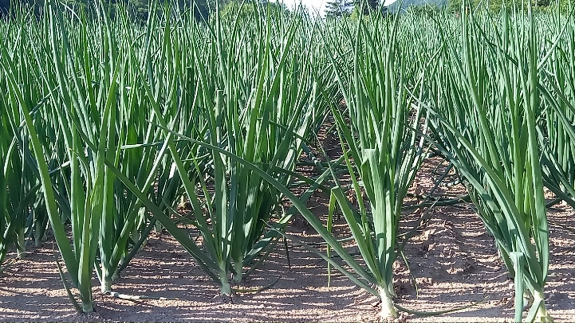 初夏の秋まき小麦とたまねぎ