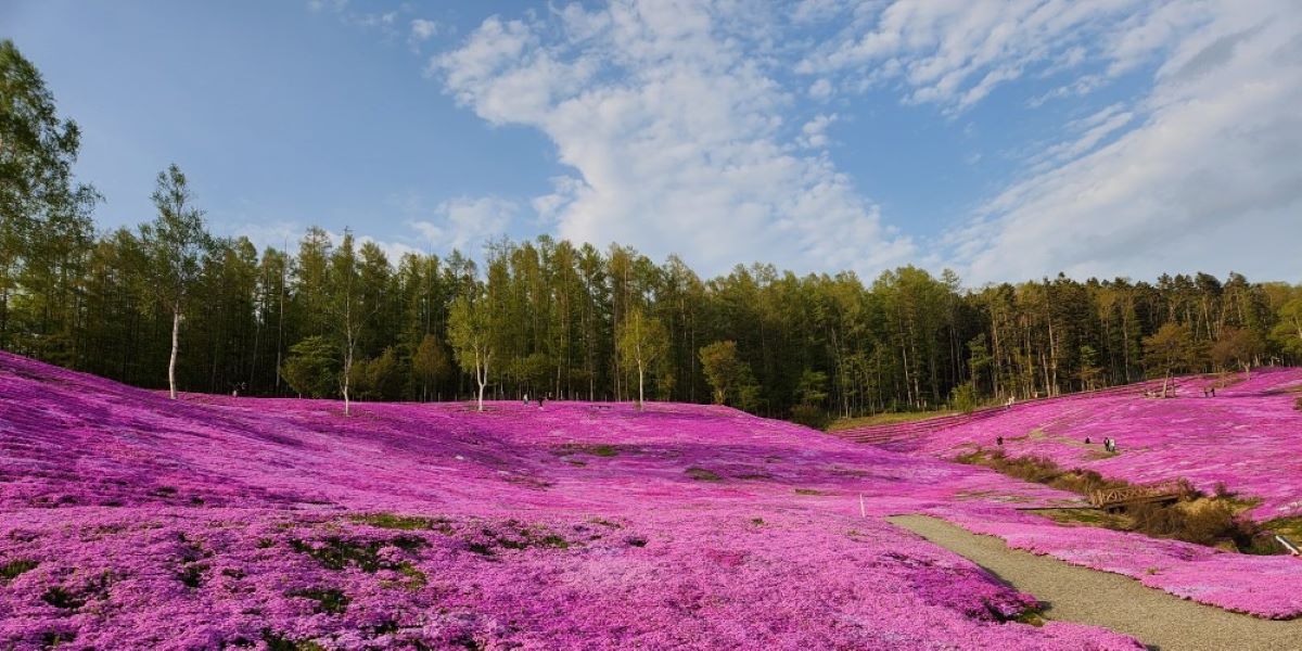 芝ざくら滝上公園