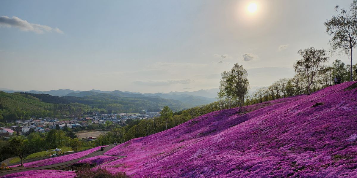 夕日に照らされる芝ざくらと滝上町の街並み