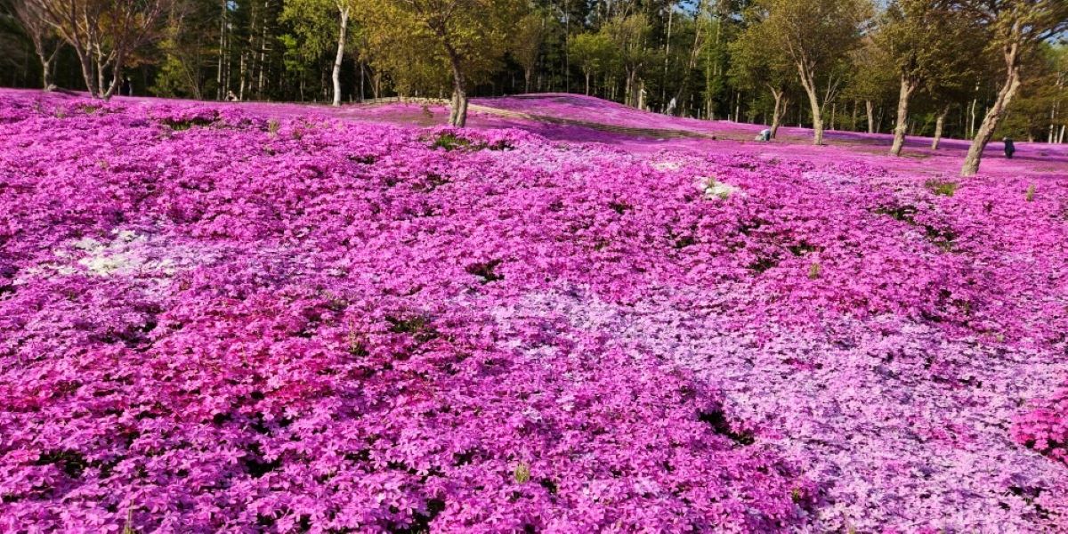 同じピンクでも芝ざくらの色合いが異なります