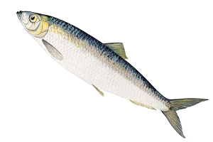 選択肢１　にしん