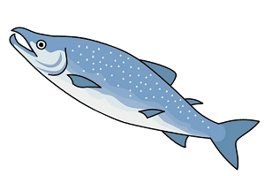 選択肢２　さけ