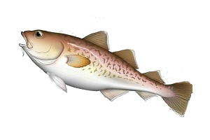 選択肢３　たら