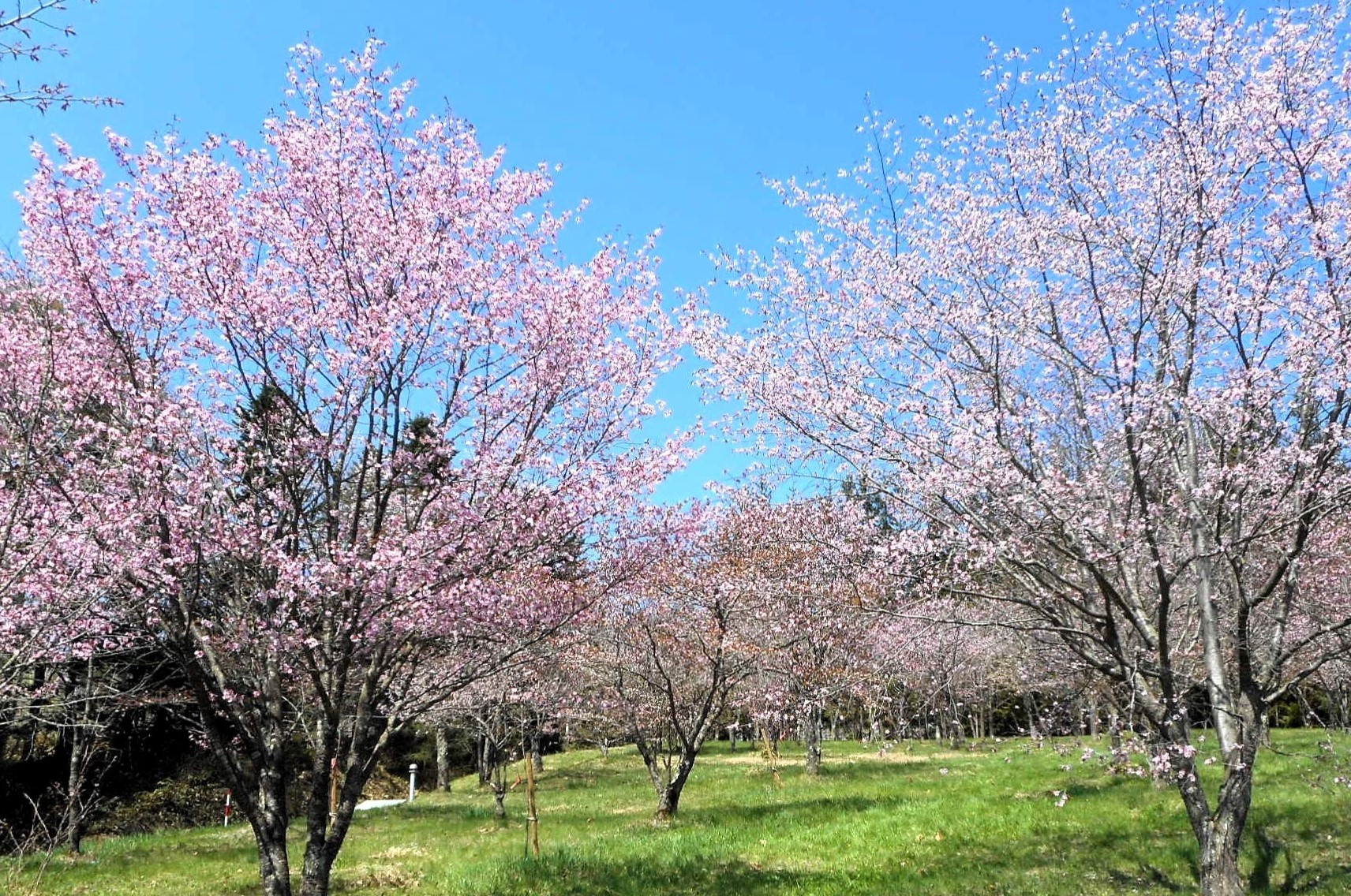さくらの森公園の桜