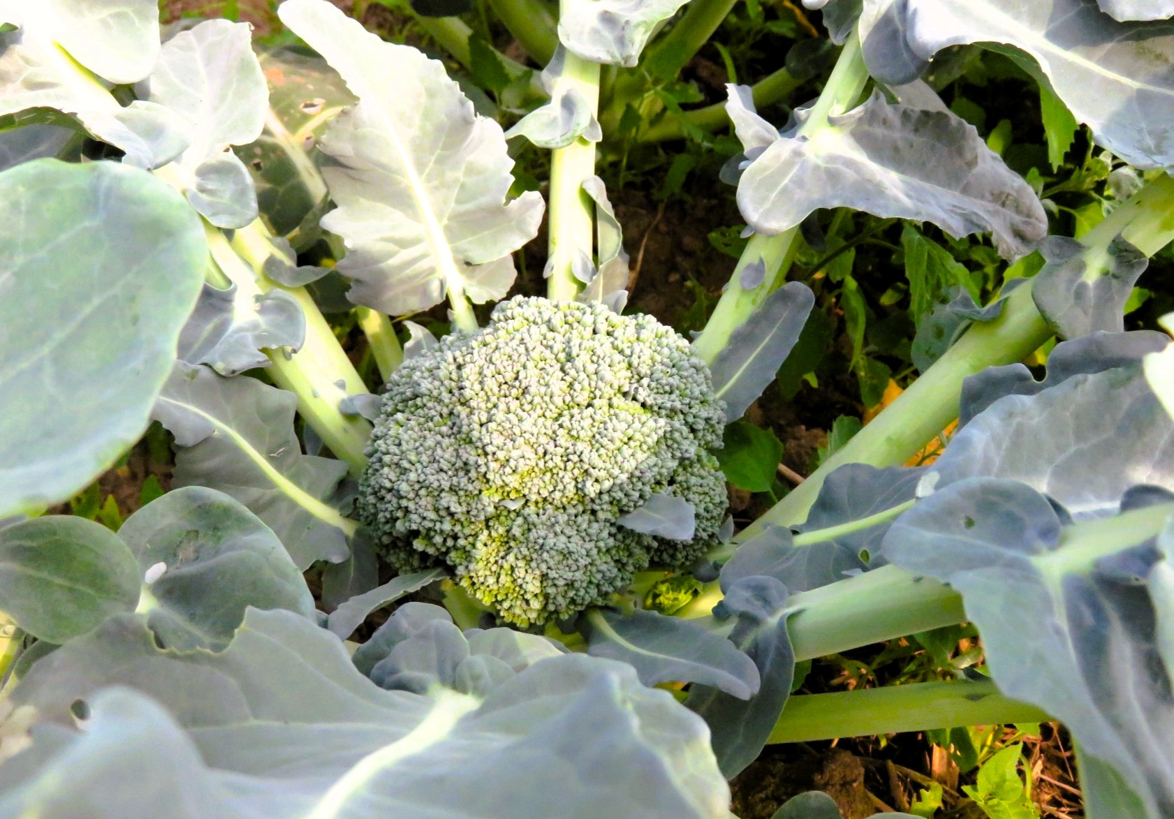 5_収穫間近のブロッコリー 