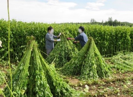 青しその島立て作業の様子