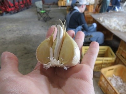 種割作業中のにんにく