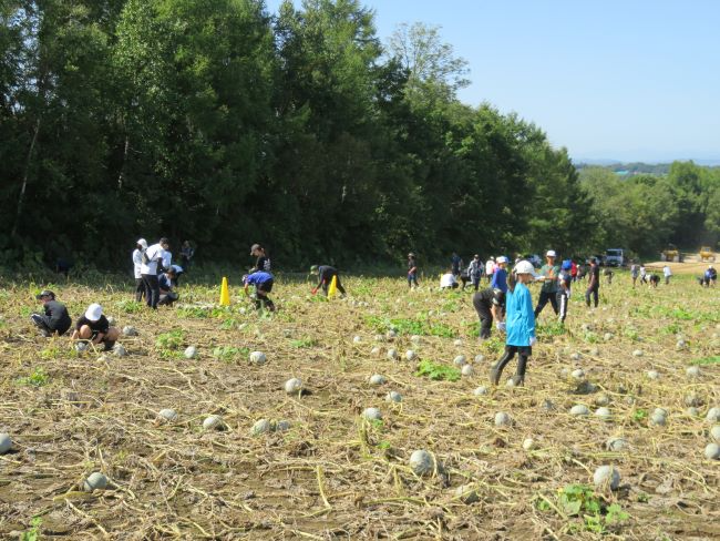 収穫作業がスタート
