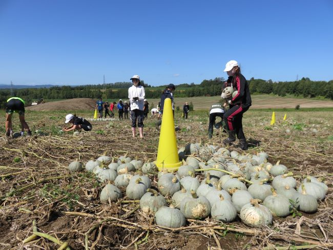 収穫作業の様子
