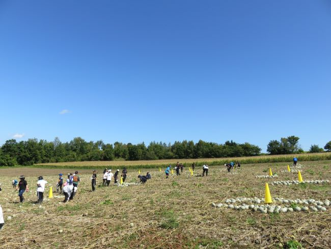 広大なかぼちゃ畑